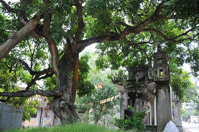 Nhãn Tổ Hưng Yên
